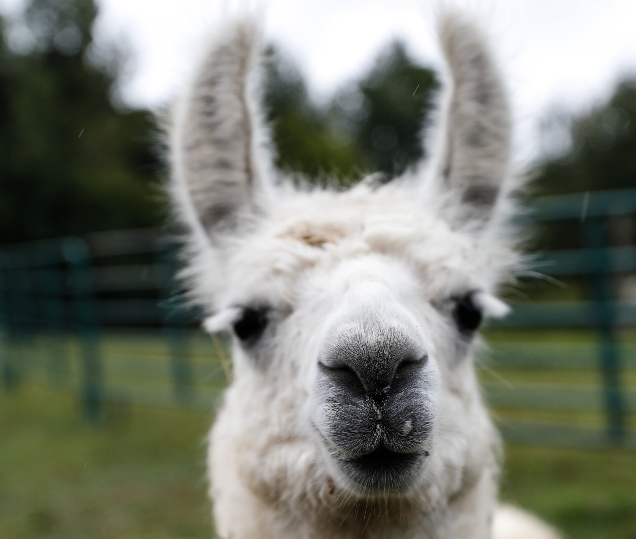 a guard llama