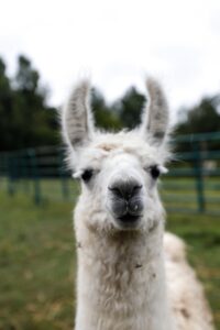 Guard Llama - Unsplash